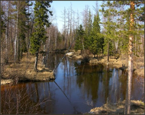 Весна в сибирской тайге