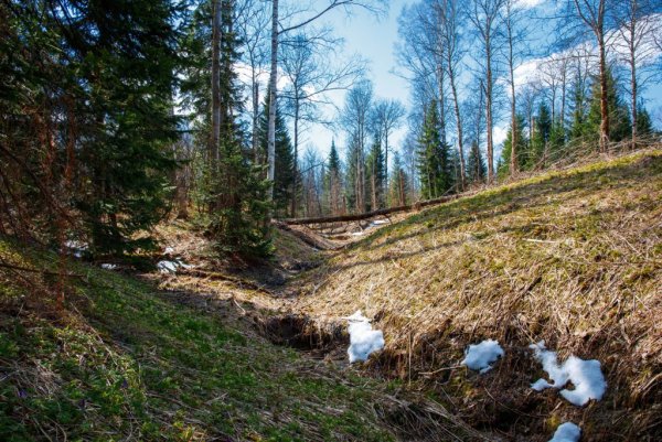 Природа Сибири Весна