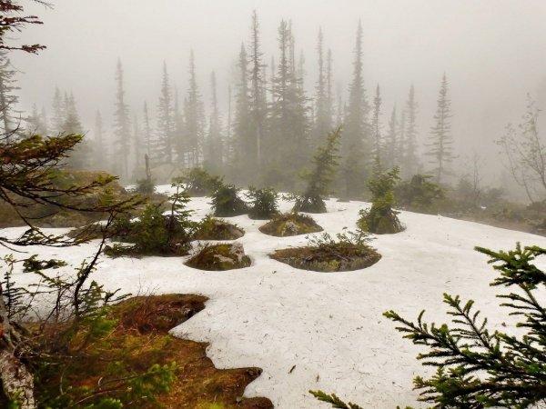 Весна в тайге