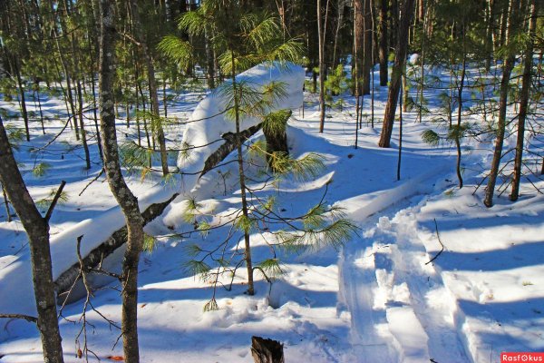 Тайга Красноярск