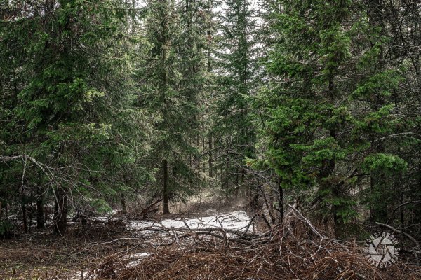 Тайга весной