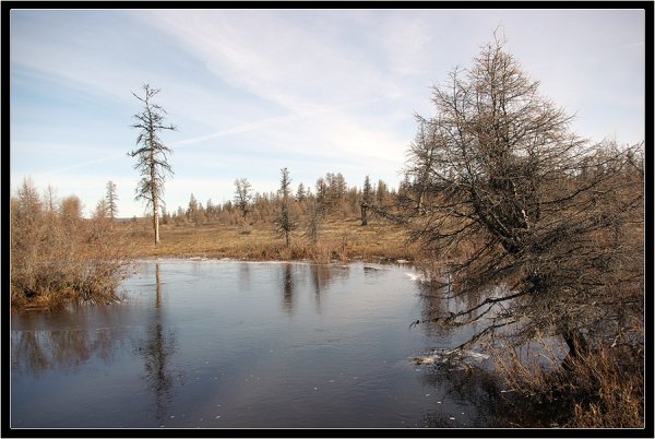 Сосновый лес ХМАО