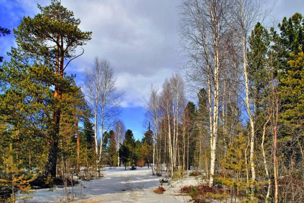 Весна Тайга кедр ручей