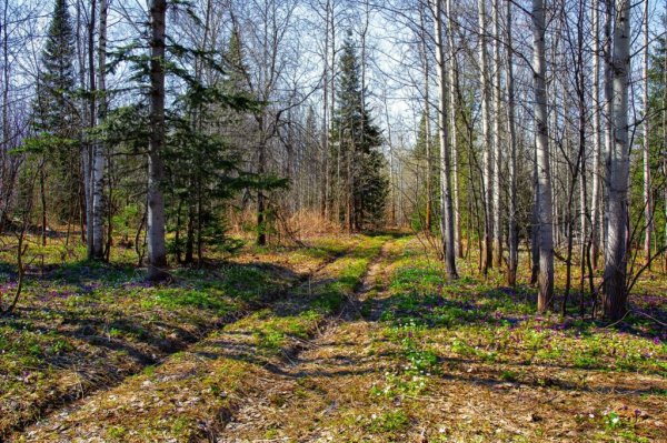 Тайга весной