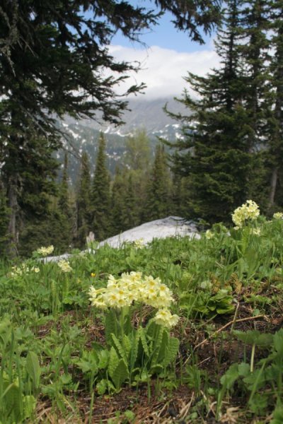 Мари болота Сибирские