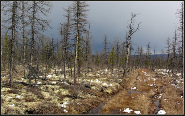Тайга Восточной Сибири климат