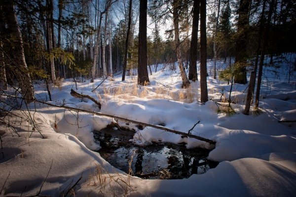 Тайга весной