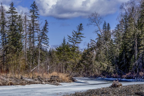 Весенний лес в Сибири