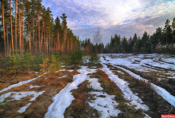 Алтай Белокуриха багульник