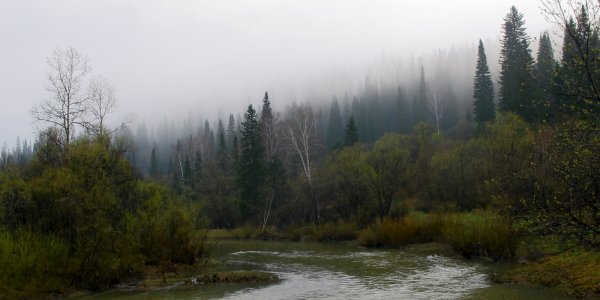 Лесная река