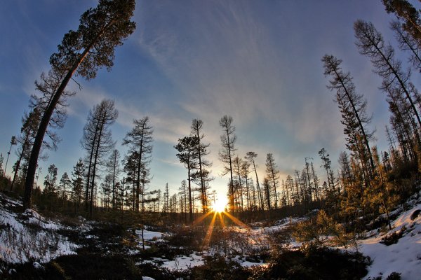 Природа Забайкальского края багульник