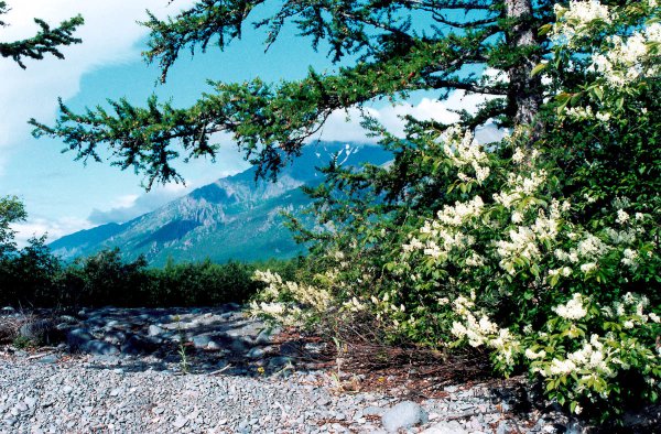 Багульник стелющийся