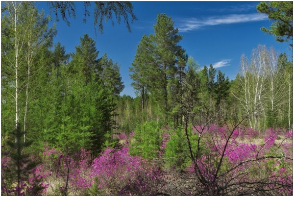 Весенняя природа Сибири