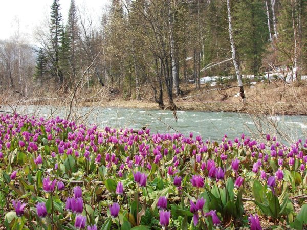 Лесная речка весной