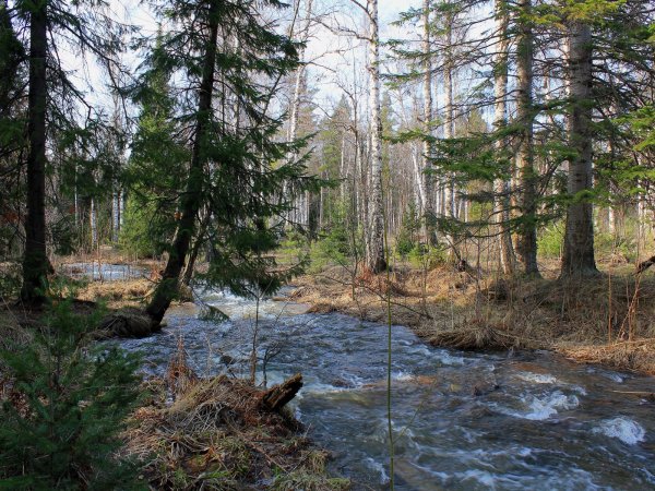 Багульник в Забайкалье