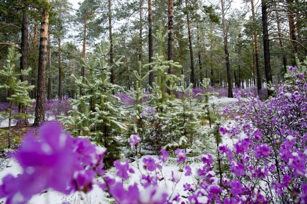 Забайкальский багульник (рододендрон Даурский)