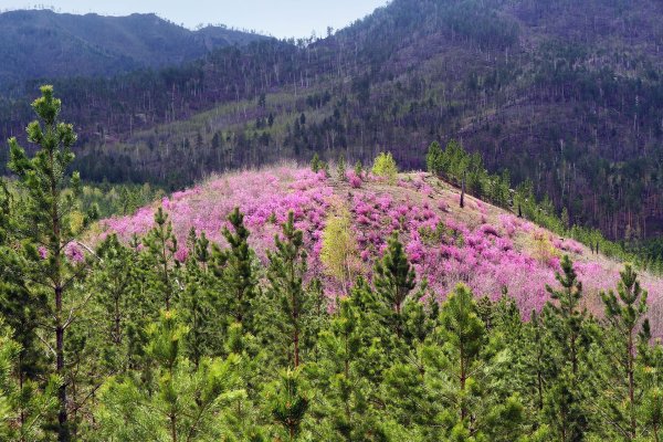 Первый снег в тайге