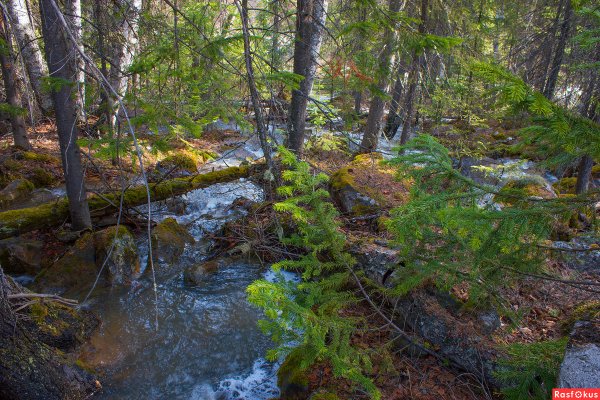 Тайга ХМАО Весна