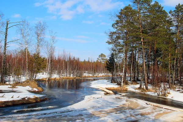 Ранняя Весна в тайге