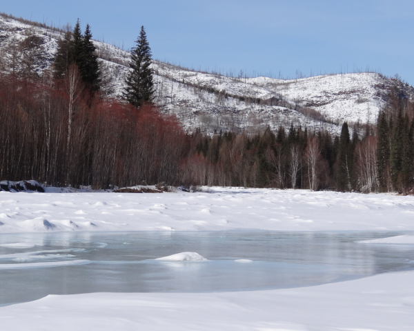 Густой лес с рекой