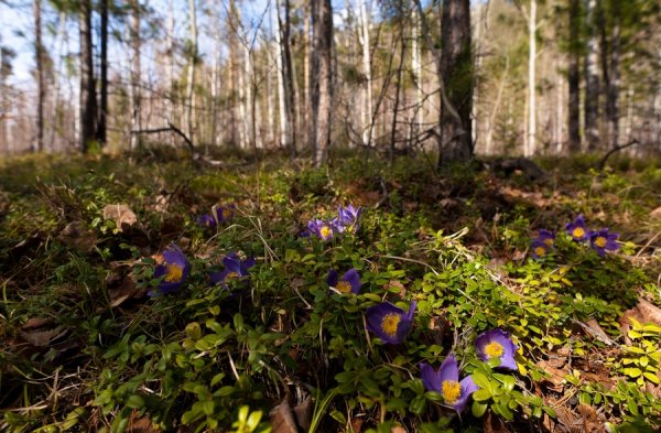 Тайга в марте