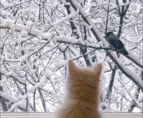 Скоро март коты