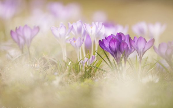 Нежная Весна