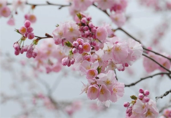 Ветка Сакуры