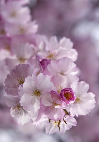 Цветок. Нежность