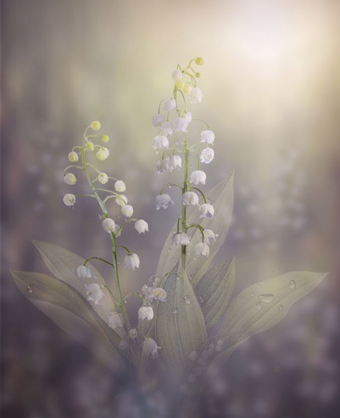 Нежные весенние цветы