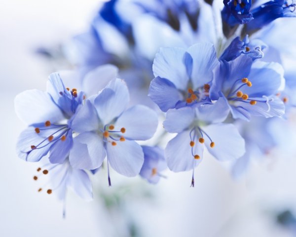 Бледные весенние цветы