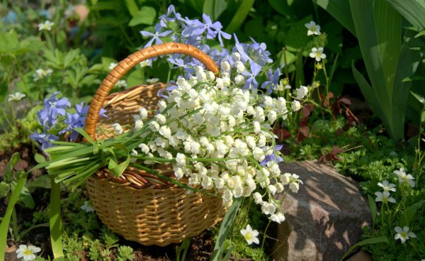 Цветы Ландыши и сирень