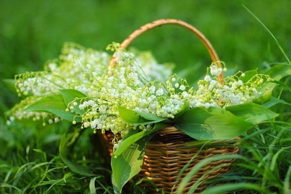Майские цветы сирень для телефона
