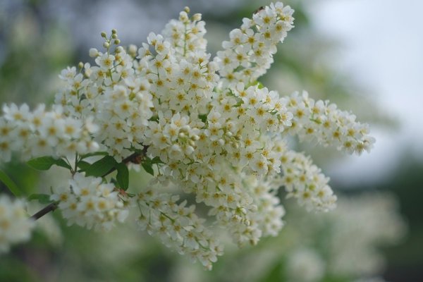 Цветущая черемуха