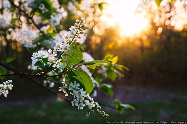 Май черемуха цветет