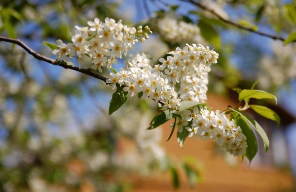 Черемуха весной