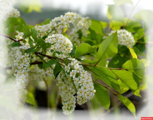 Черемуха Северная