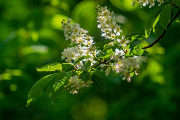 Черемуха Лесная