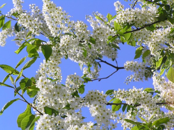 Цвет черемухи