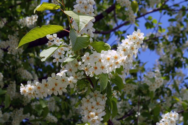 Майская черемуха