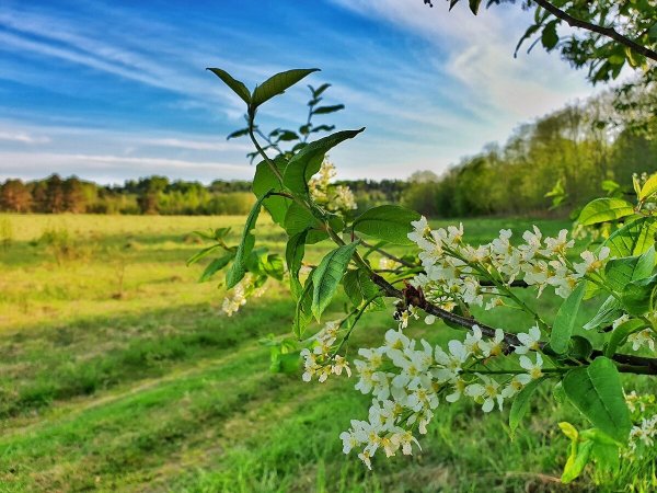Черемуха азиатская