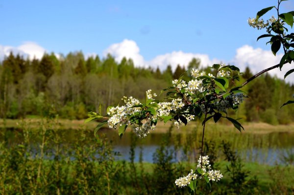 Цветение черёмухи