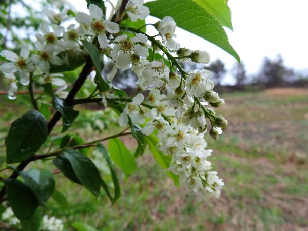 Цветущая вишня, черемуха