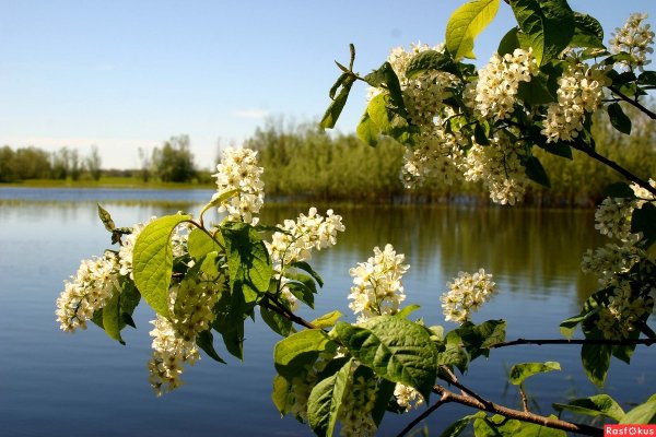 Майский сад сирень черёмуха