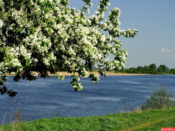 Белая черемуха дерево