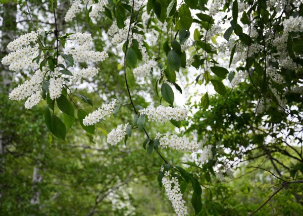 Черемуха в цвету композиция