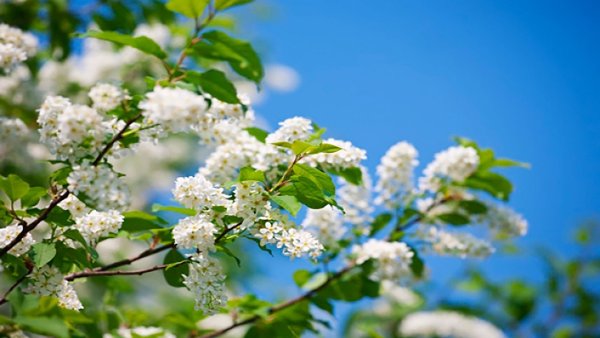 Черемуха обыкновенная Plena