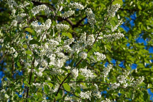 Майская черемуха