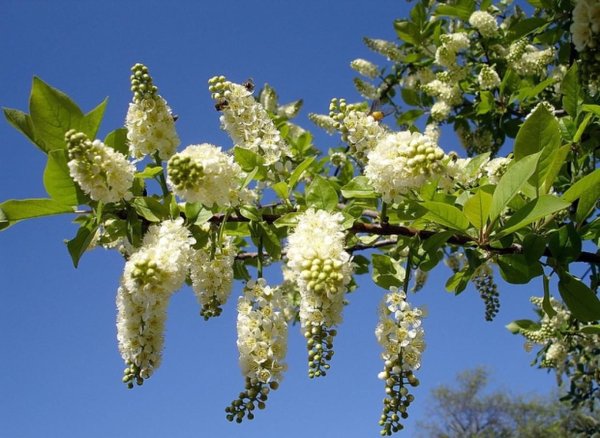 Веточка черемухи цветет