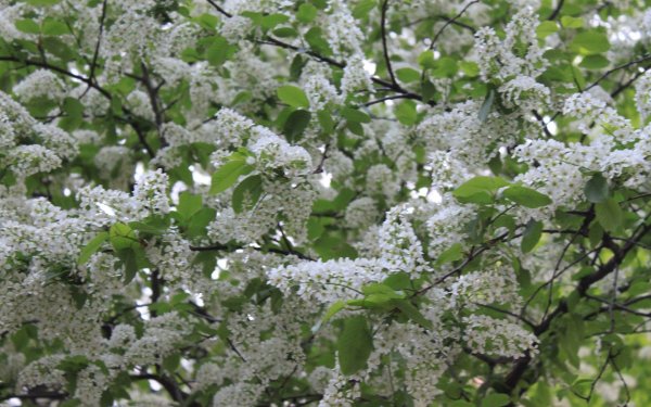 Майская черемуха